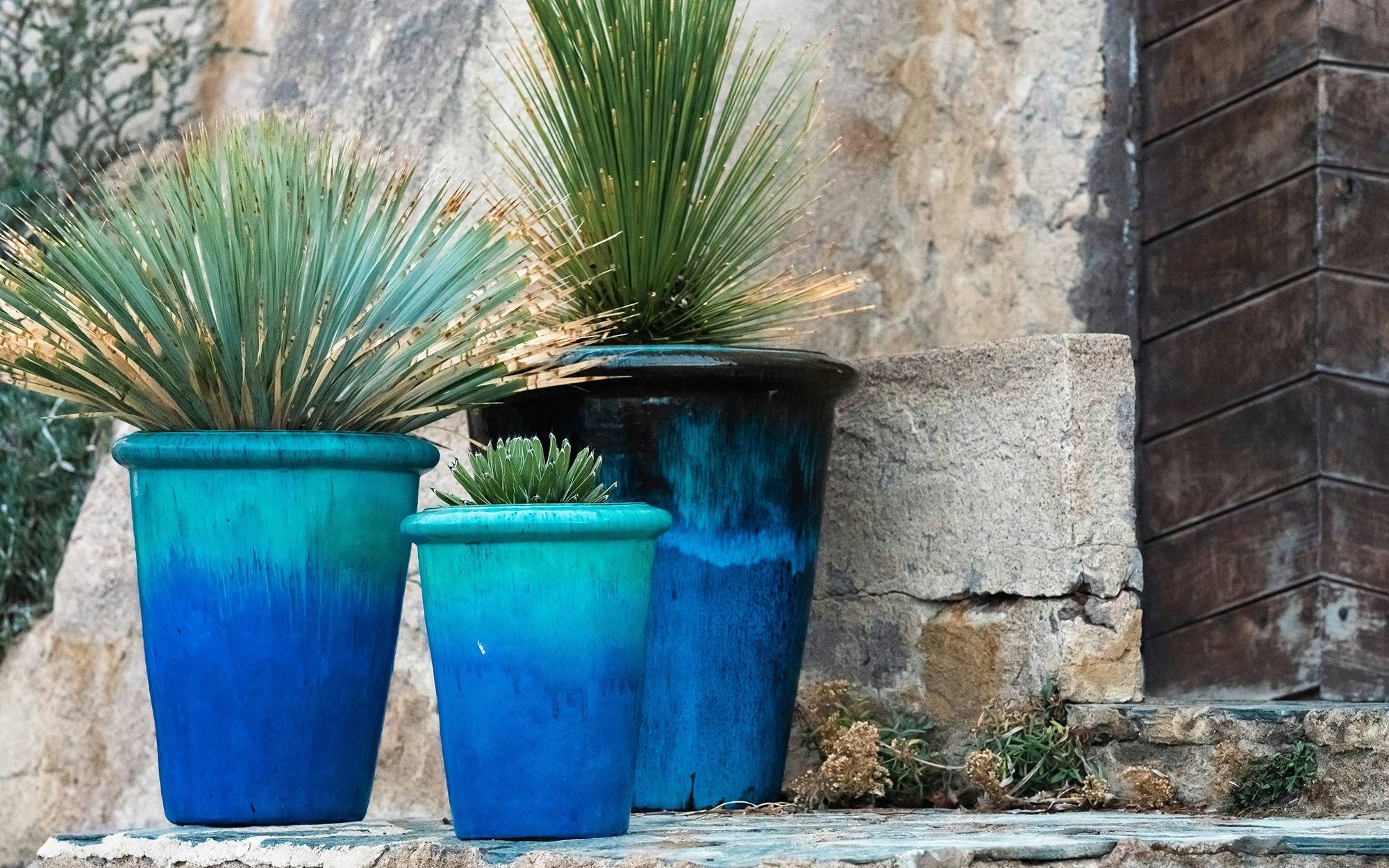 bright blue and aqua blue ceramic pots with spiky green plants against a concrete wall